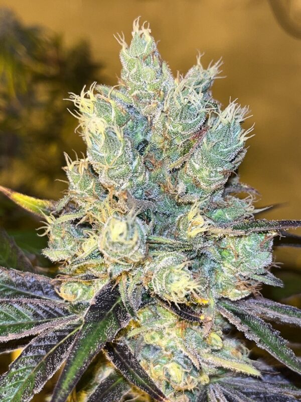 Oreoz Kosher Kush