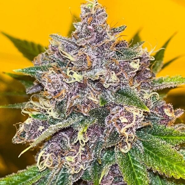 Black Cherries