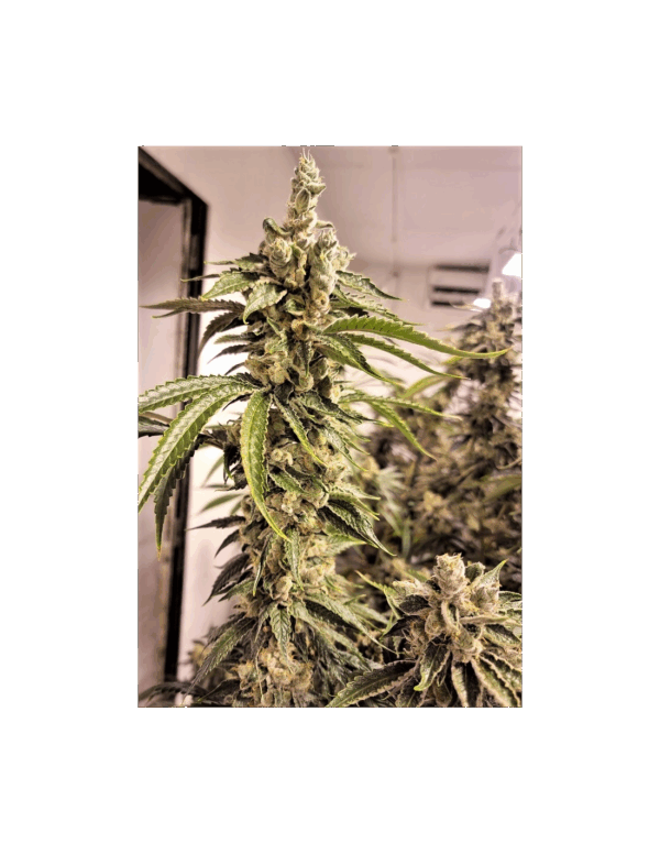 Pineapple Chem no.12