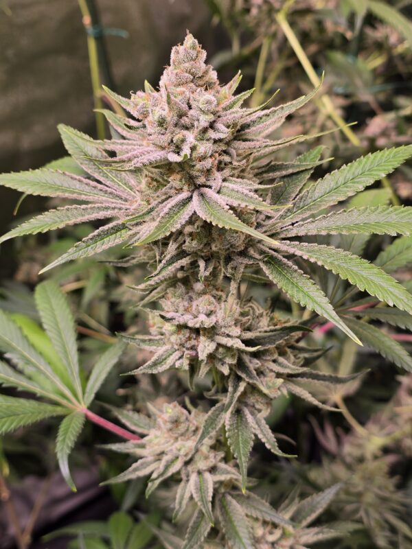 Blue Cough