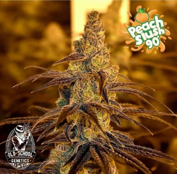 Peach and Gas