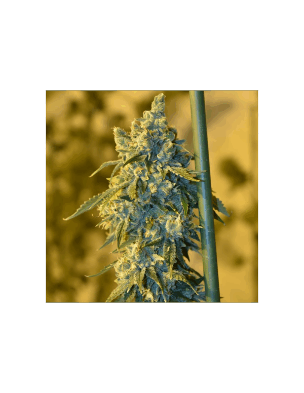 OSG Cheese