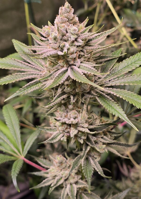 Blue Cough Clone
